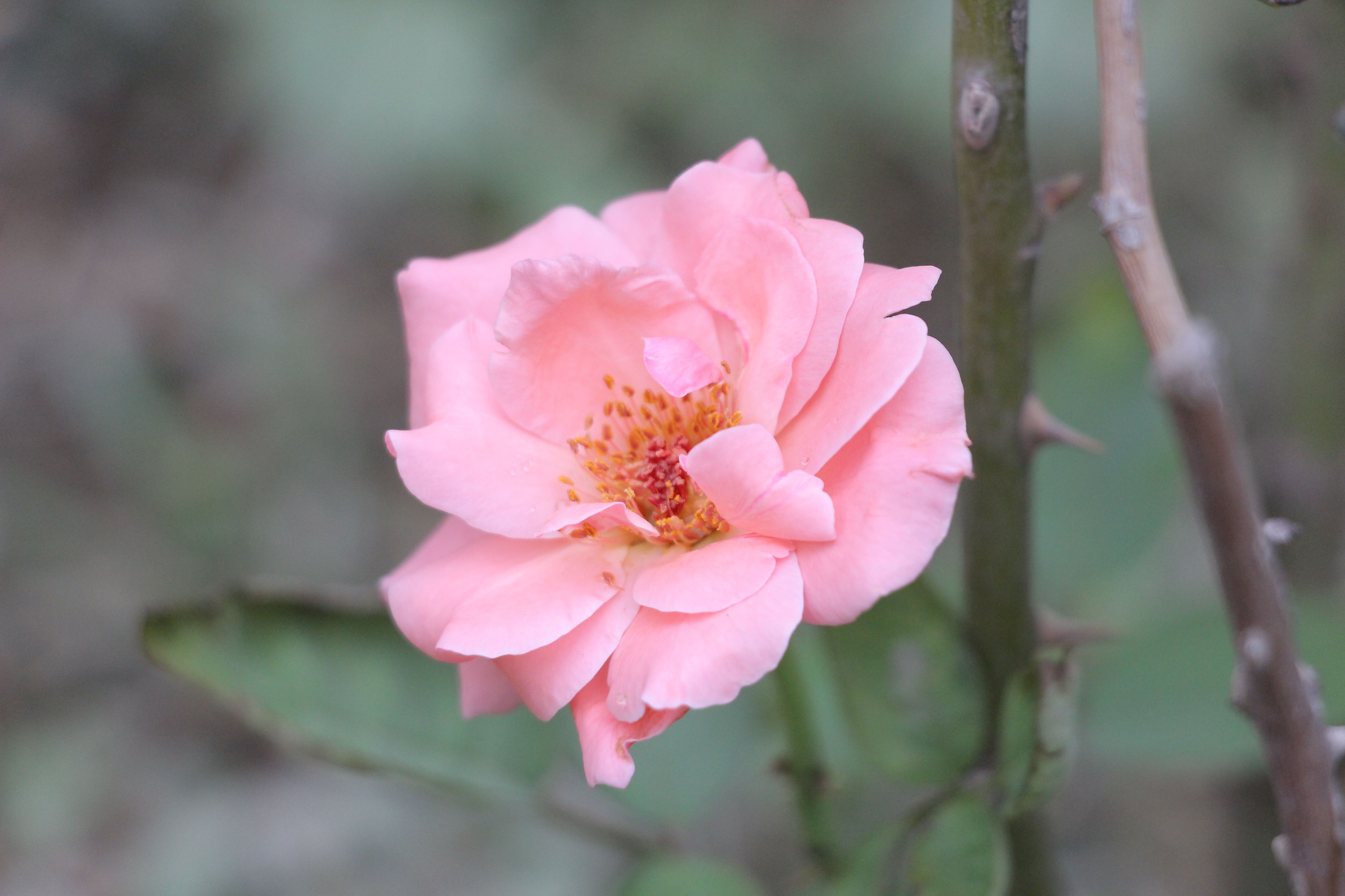Close-up of a Pink Rose in Bloom · Free Stock Photo