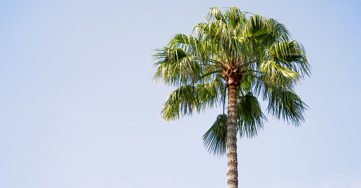 A tall palm tree stands under a vibrant blue sky in Orlando, Florida. Perfect for travel and nature themes.