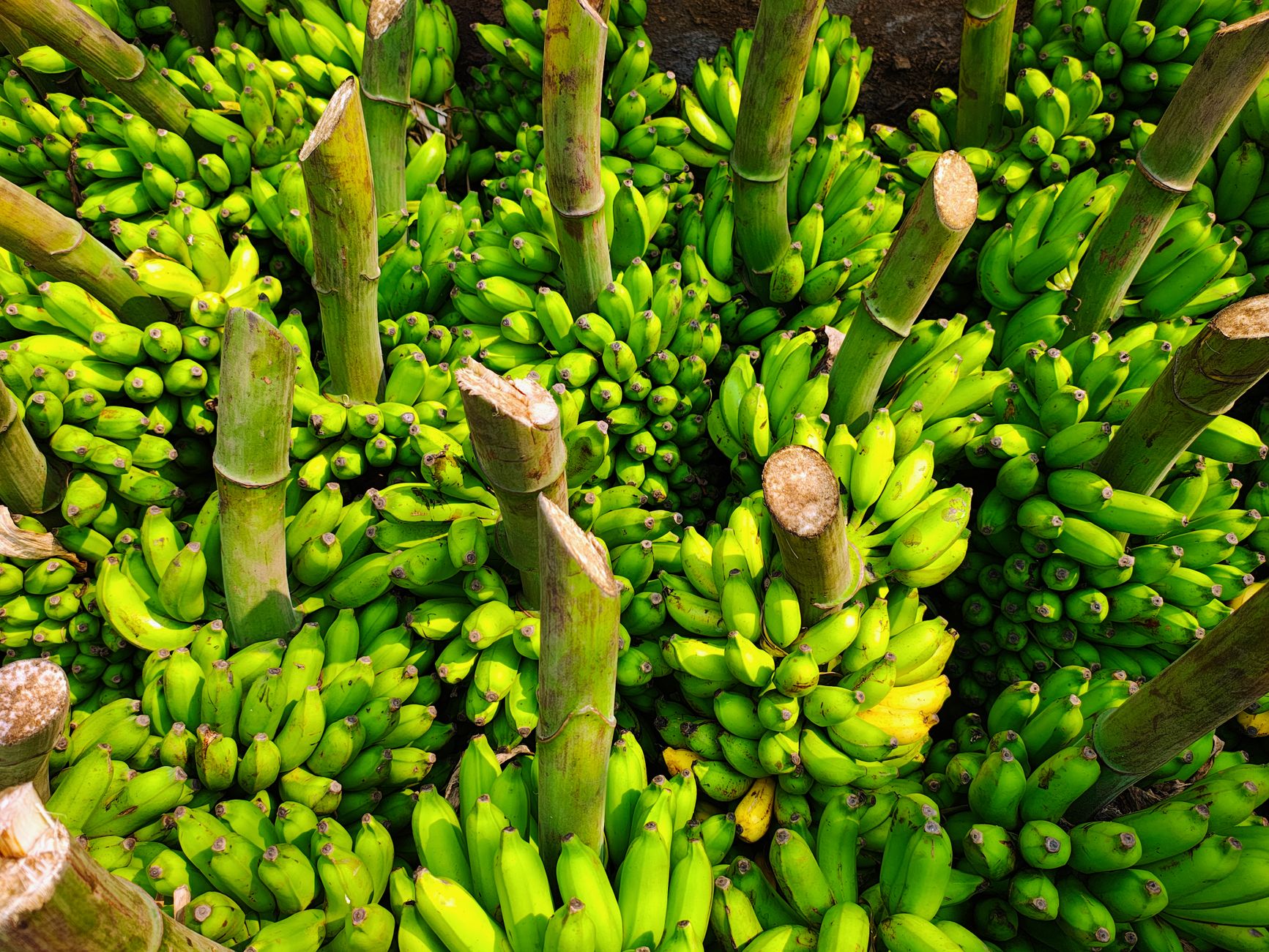 Top view of freshly harvested green bananas with cut stems, vibrant and abundant.