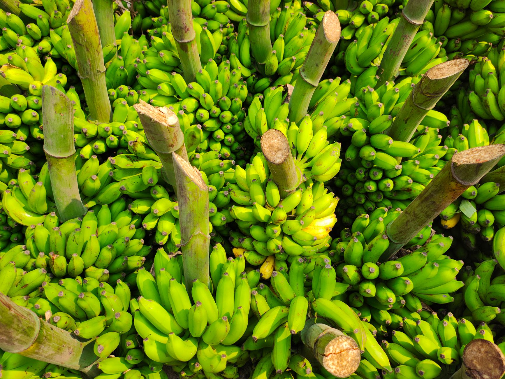 An aerial view of vibrant green banana bunches stacked together, showcasing tropical abundance.