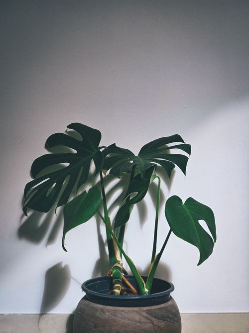 Free Stylish indoor Monstera plant in a pot casting artistic shadows on a white wall. Stock Photo