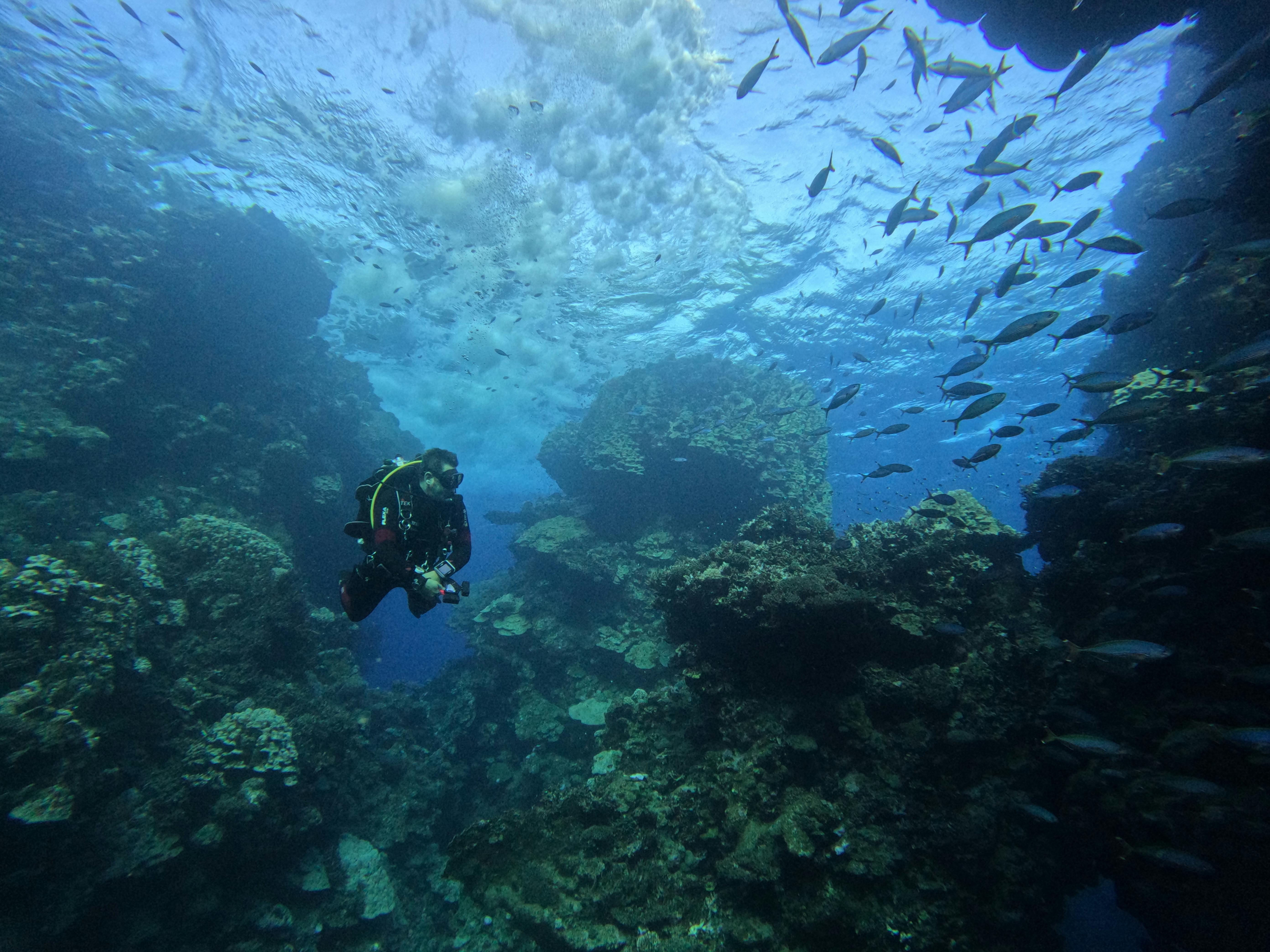 Scuba diver amidst vibrant coral reef and fish, showcasing marine biodiversity