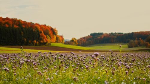 Free Beautiful autumn scene with blooming wildflowers and colorful forest. Stock Photo