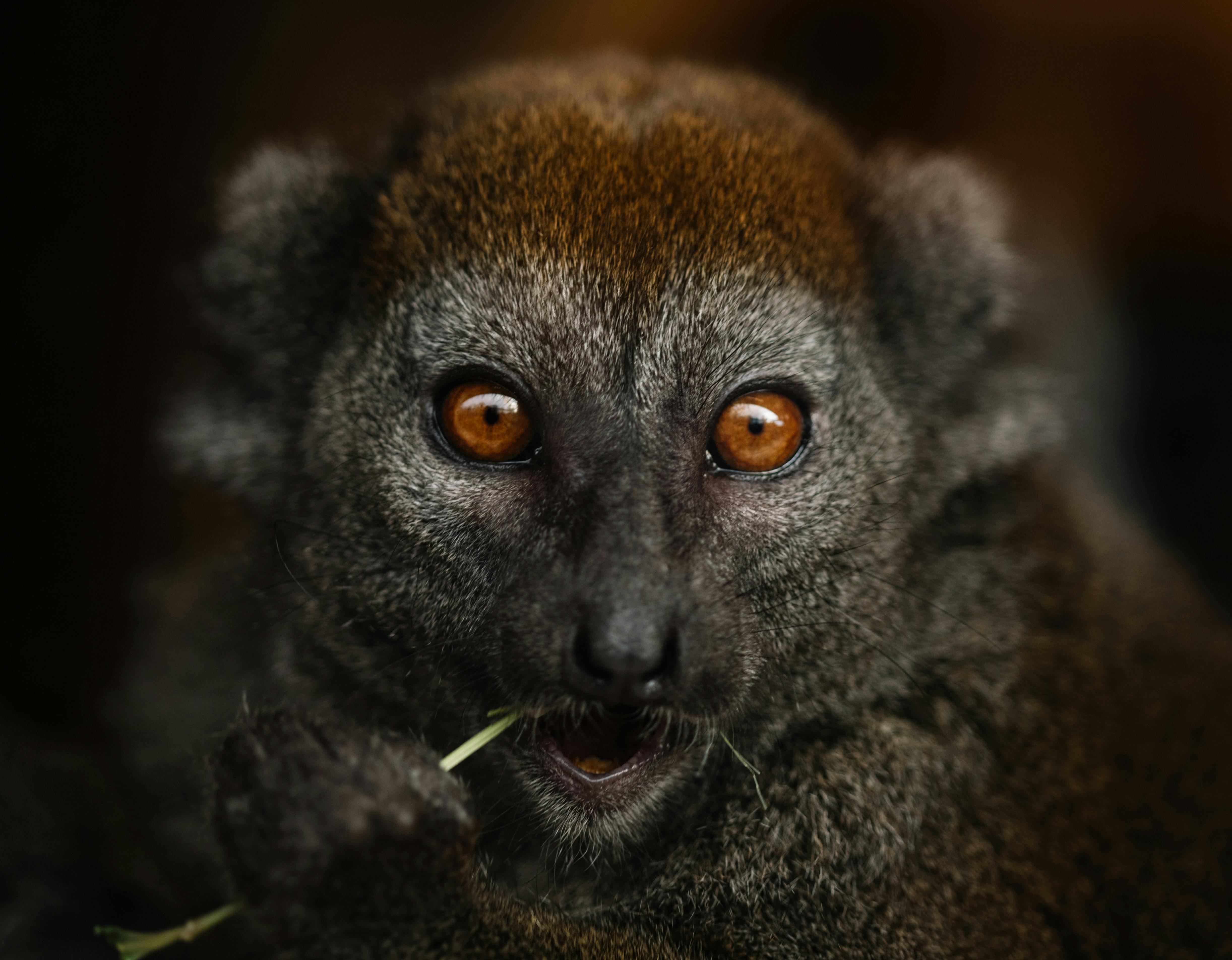 bamboo lemur with shiny brown eyes eating green plant
