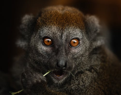 Free Bamboo lemur with shiny brown eyes eating green plant Stock Photo
