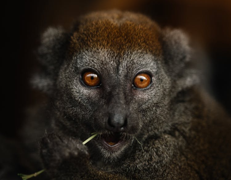 Bamboo Lemur With Shiny Brown Eyes Eating Green Plant