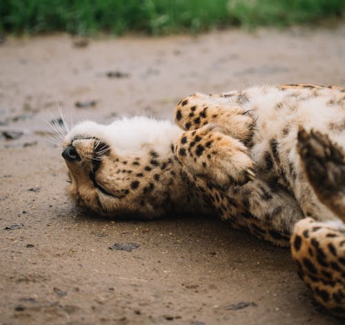 Relaxed cheetah lounging on sandy ground with eyes closed near green lawn in daylight