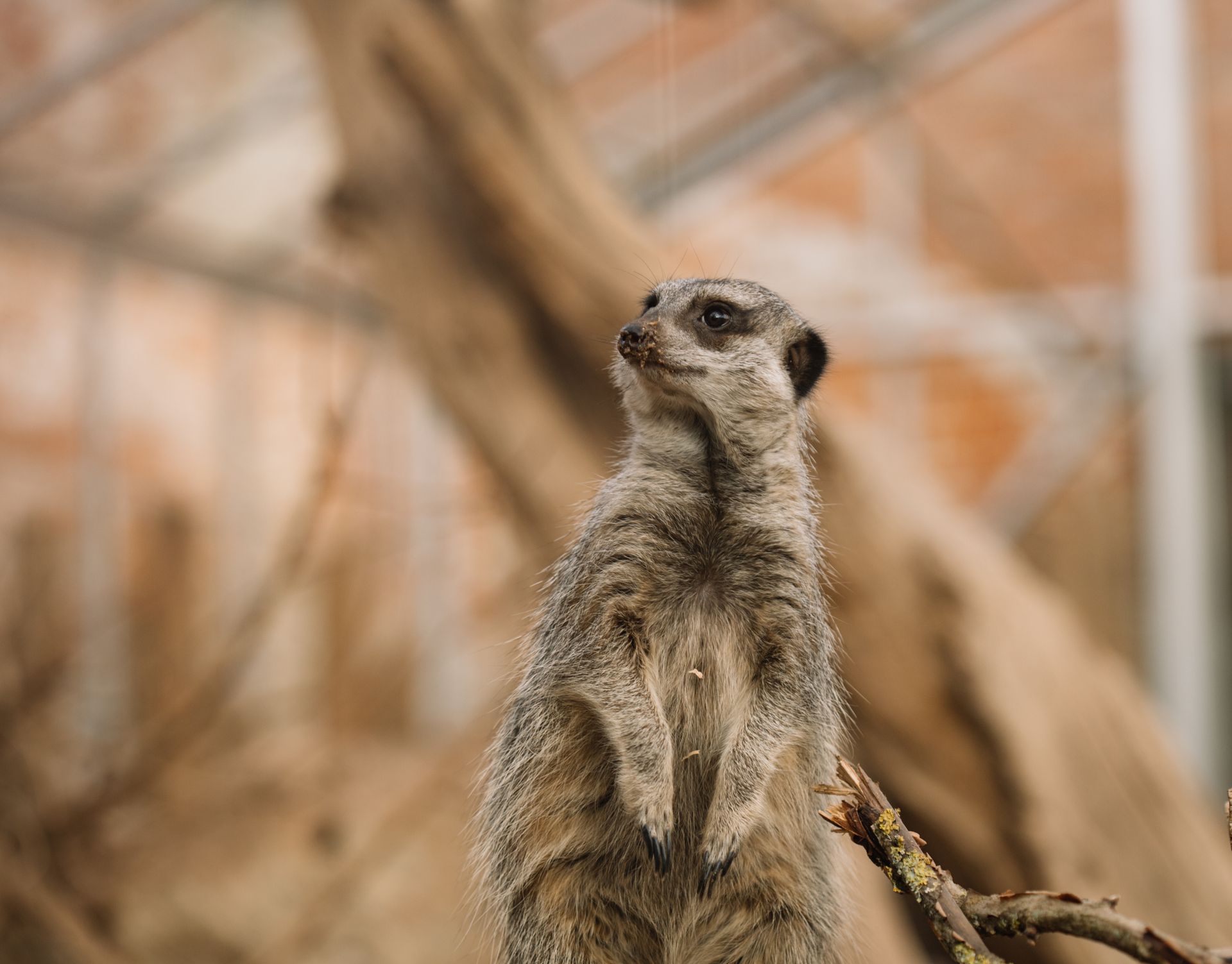 Cute meerkat standing in zoo enclosure