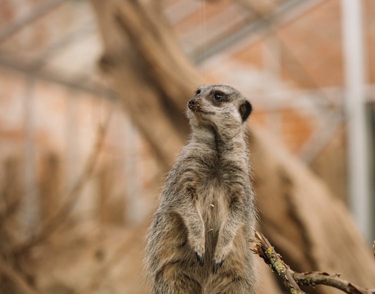 Cute Meerkat Standing In Zoo Enclosure