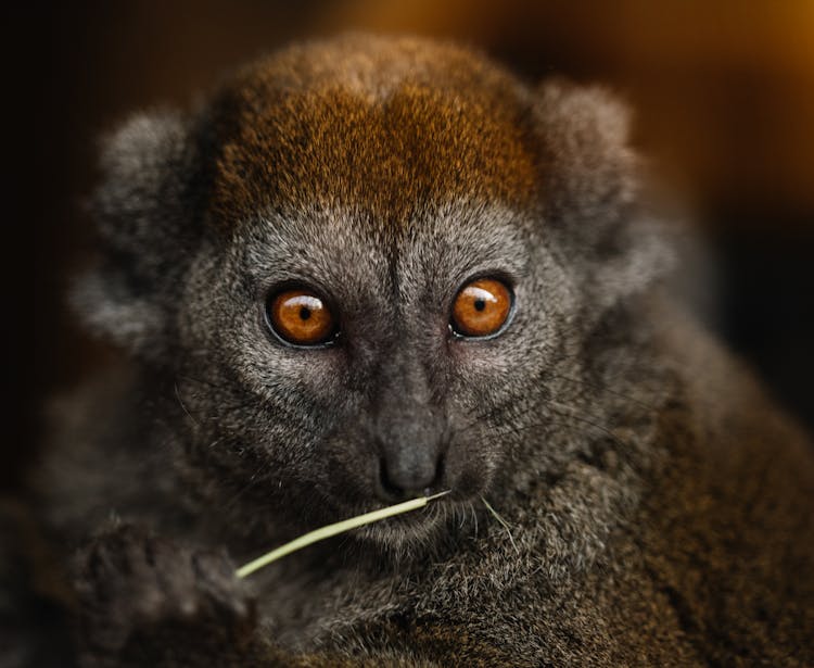 Gray Brown Lemur Eating Green Plant