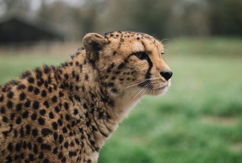 Free Side view of calm cheetah looking away against blurred green lawn of national park enclosure Stock Photo