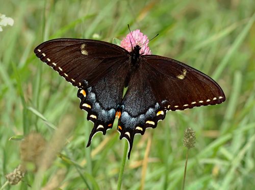 Free Close-up of an Eastern Tiger Swallowtail butterfly resting on a vibrant wildflower in a lush green meadow. Stock Photo