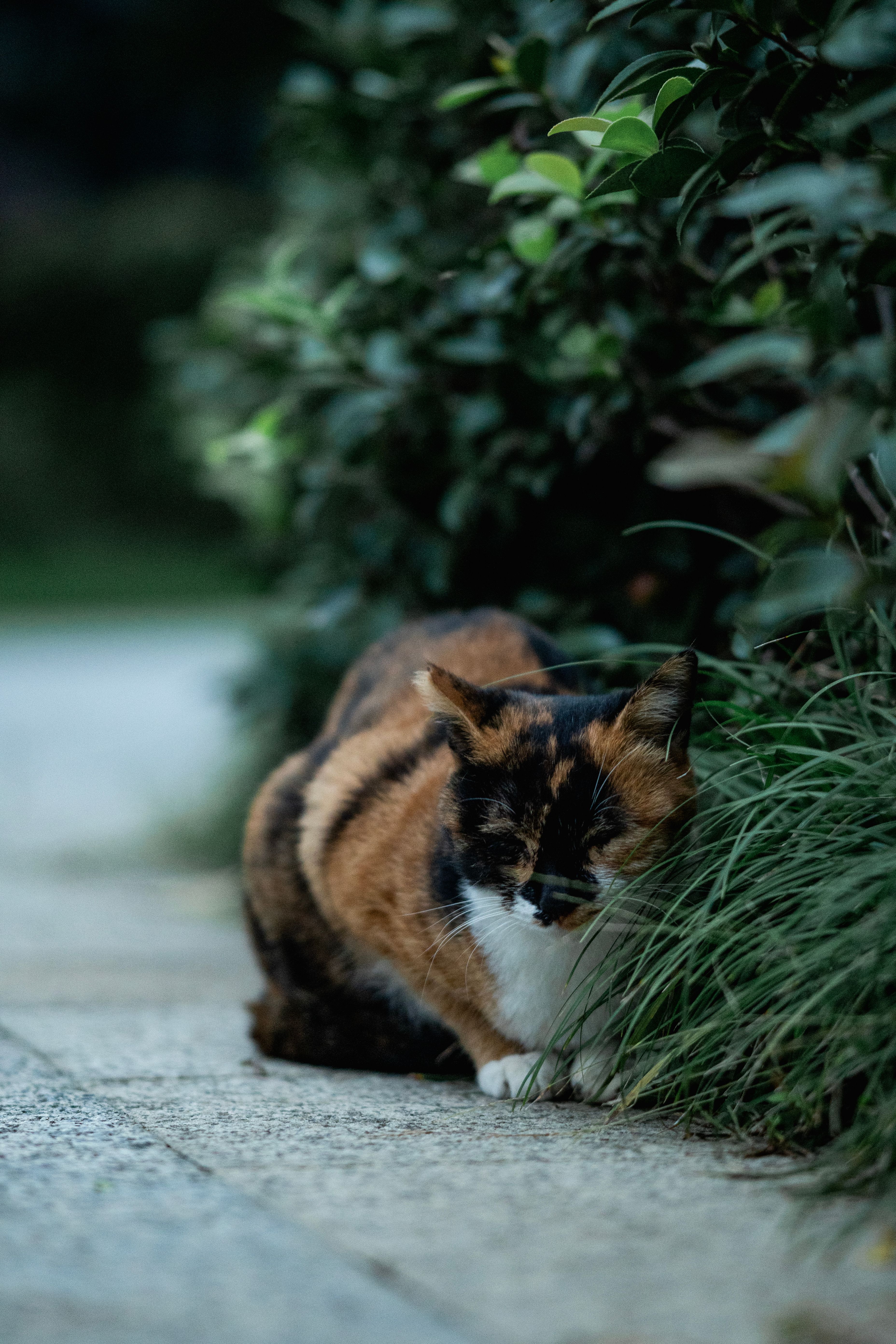 Fly Calico Photos, Download The BEST Free Fly Calico Stock Photos & HD ...