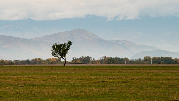 A lone tree stands in a vast field against a backdrop of majestic mountains under a cloudy sky.