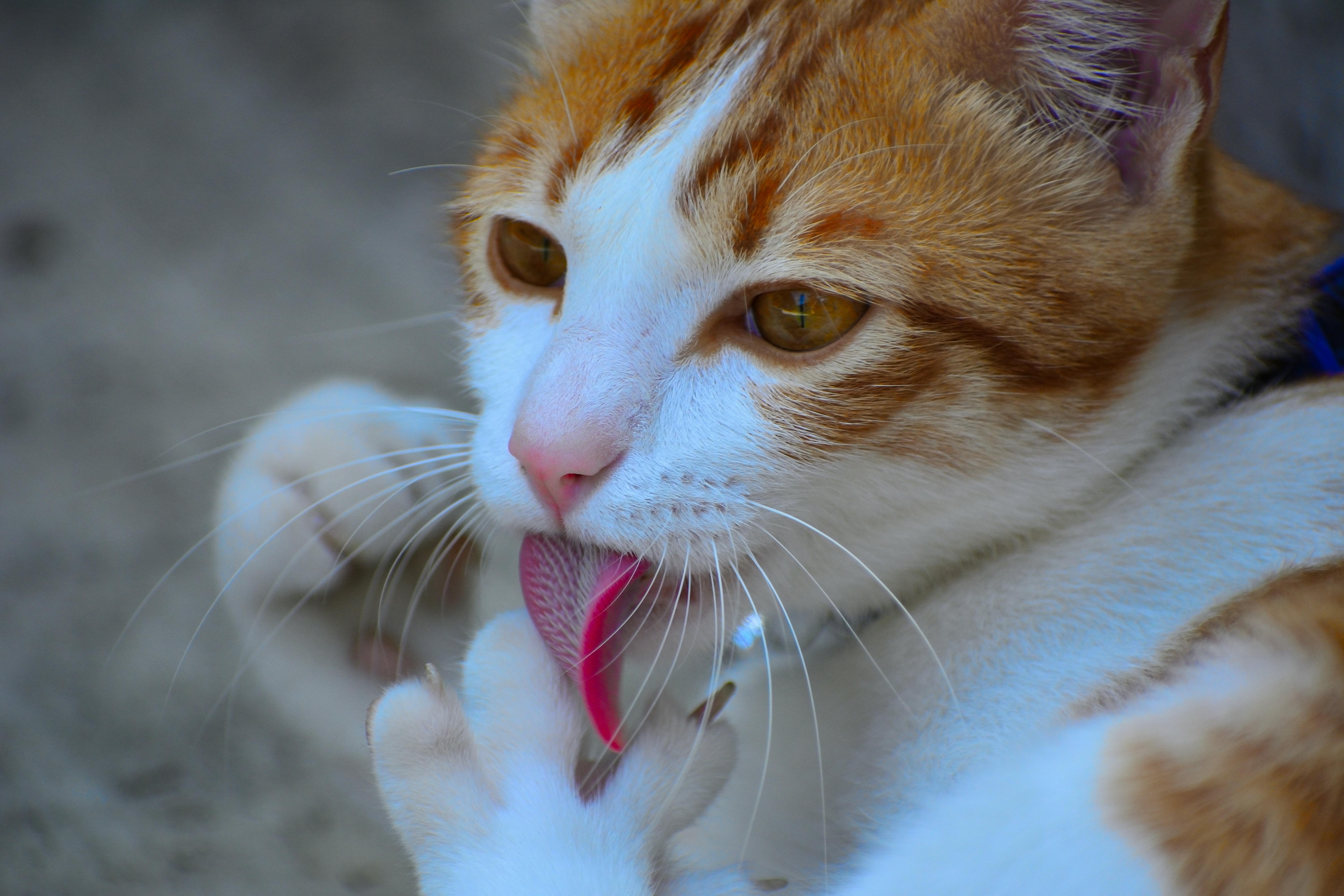pet care pet grooming — Photo by Baihaki Nor on Pexels