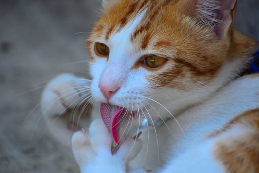 A detailed close-up of an orange tabby cat grooming its paw outdoors in Johor Bahru, Malaysia.