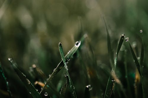 Darmowe zdjęcie z galerii z deszcz, deszczowy, deszczowy dzień