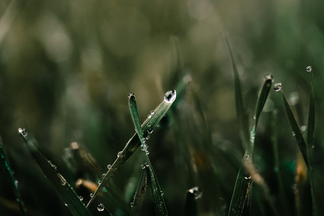 Free stock photo of after rain, after the rain, dew
