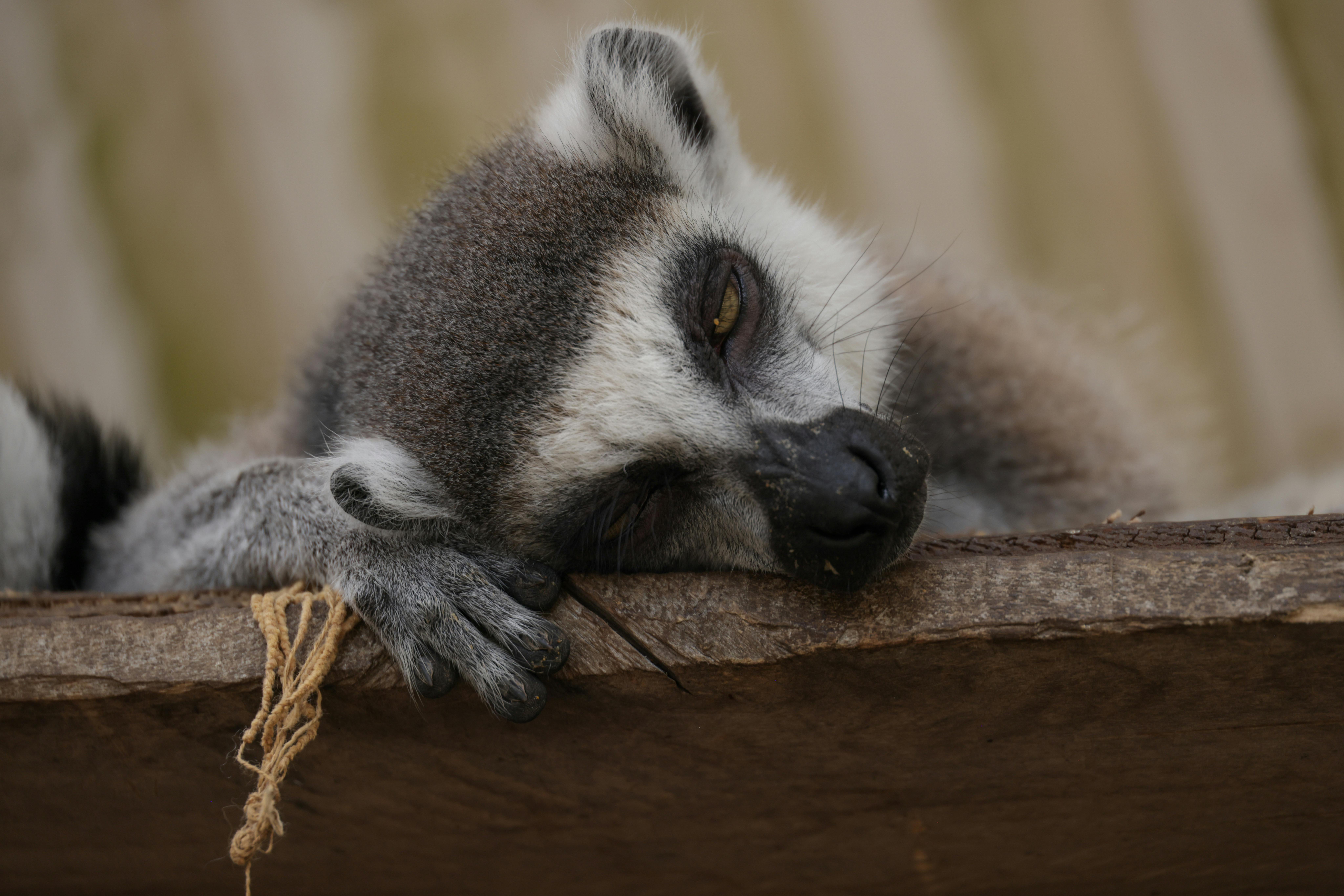 行政院洗錢防制辦公室動物園宣導 金融防線從生活做起
