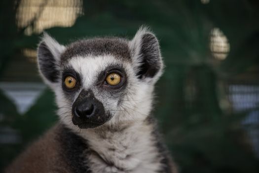 Ranomafana cloud forest lemurs — Madagascar