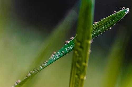 Free stock photo of after rain, after the rain, dew Stock Photo