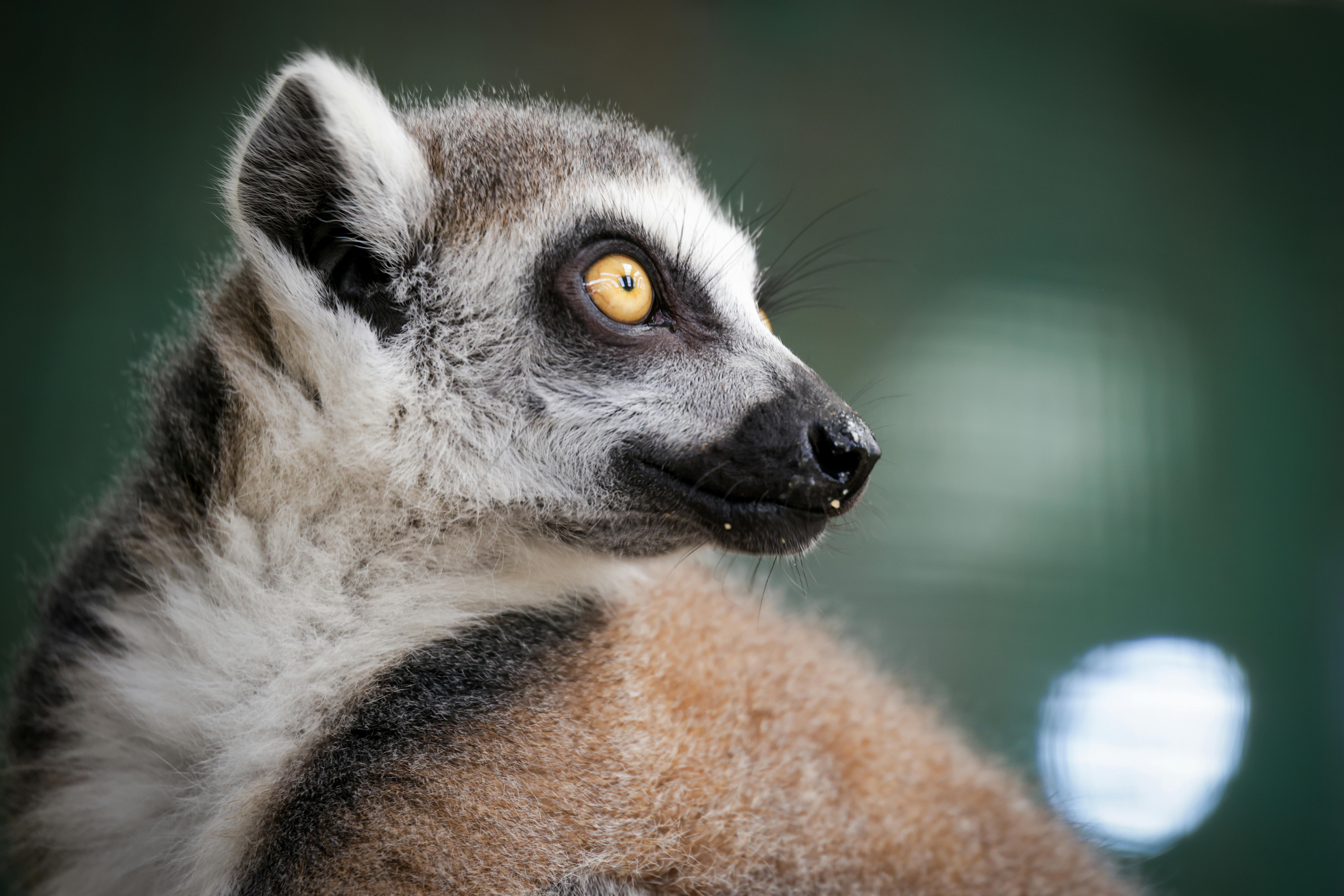 Indigenous Perspectives That Changed Literary Landscapes: The Rise of Indigenous Voices