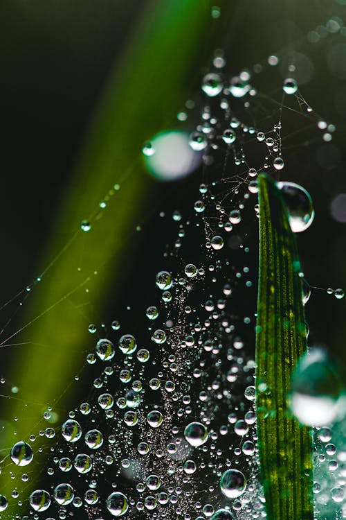 Free stock photo of after rain, after the rain, dew