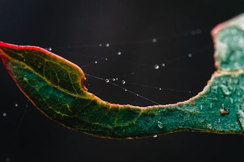 Photos gratuites de après la pluie, chute de pluie, eau de pluie