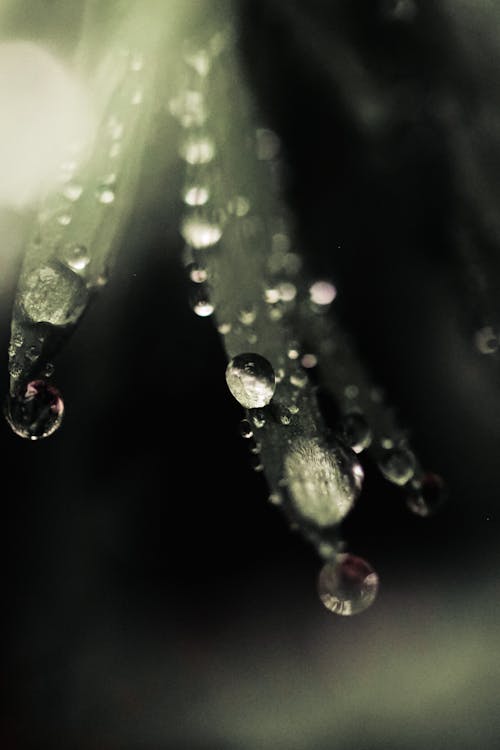 Darmowe zdjęcie z galerii z deszcz, deszczowy, deszczowy dzień