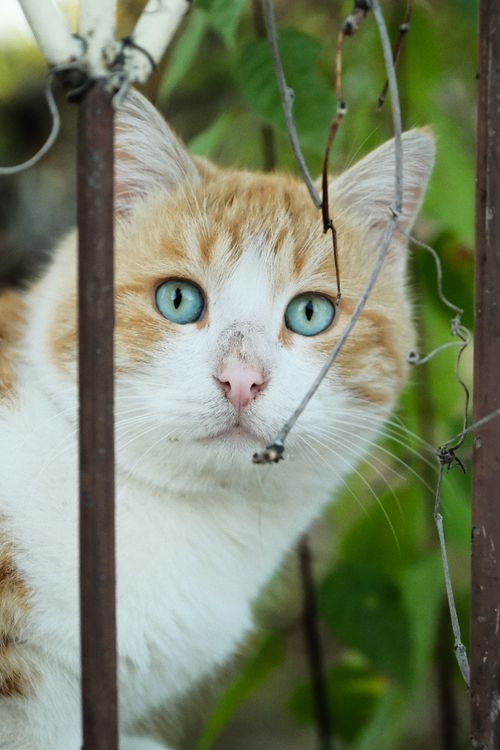 Free Curious ginger and white cat peeks through a rusted metal fence outdoors. Stock Photo