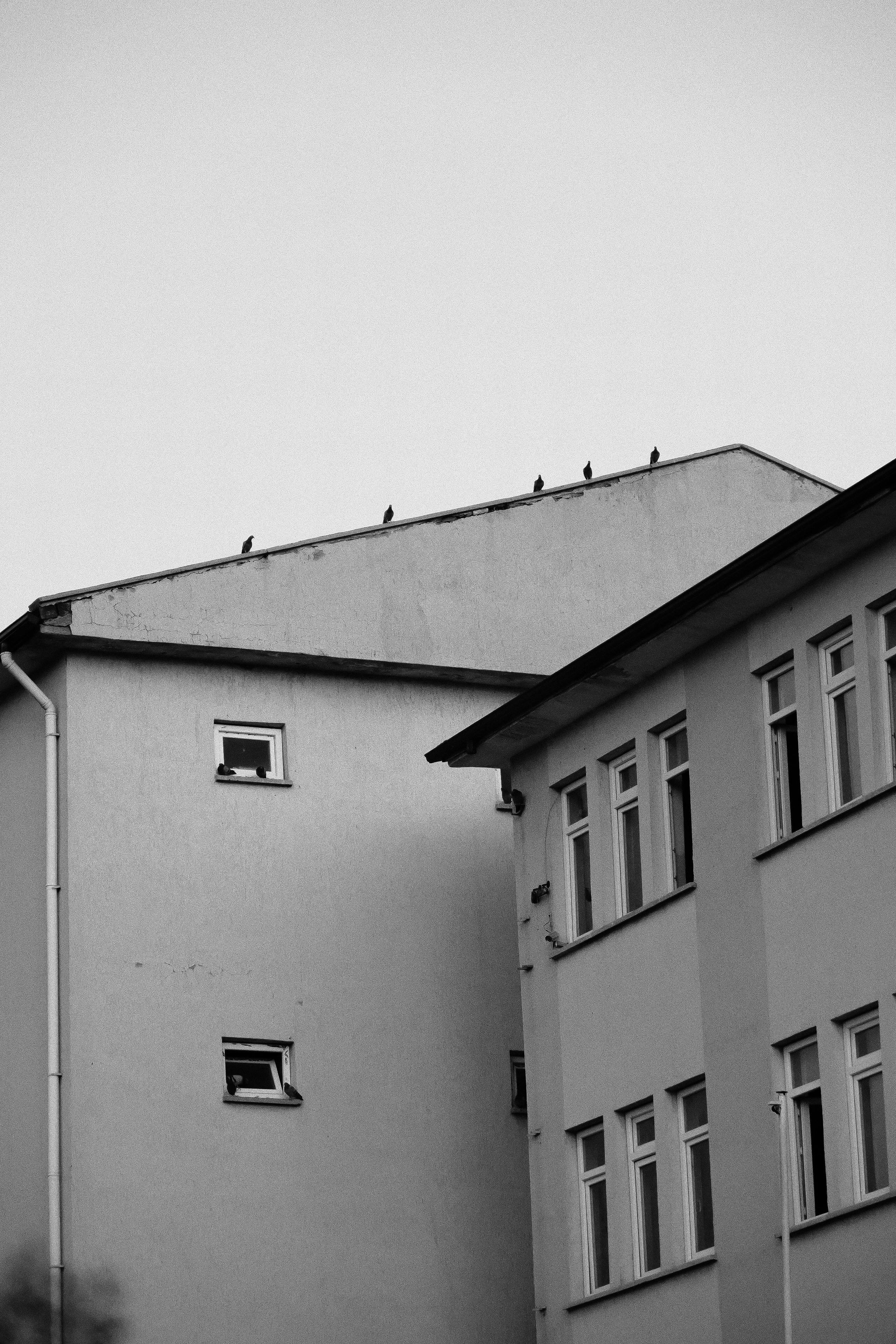 Kostenlos Monochrome Stadtszene mit Vögeln auf den Dächern von Gebäuden. Stock-Foto