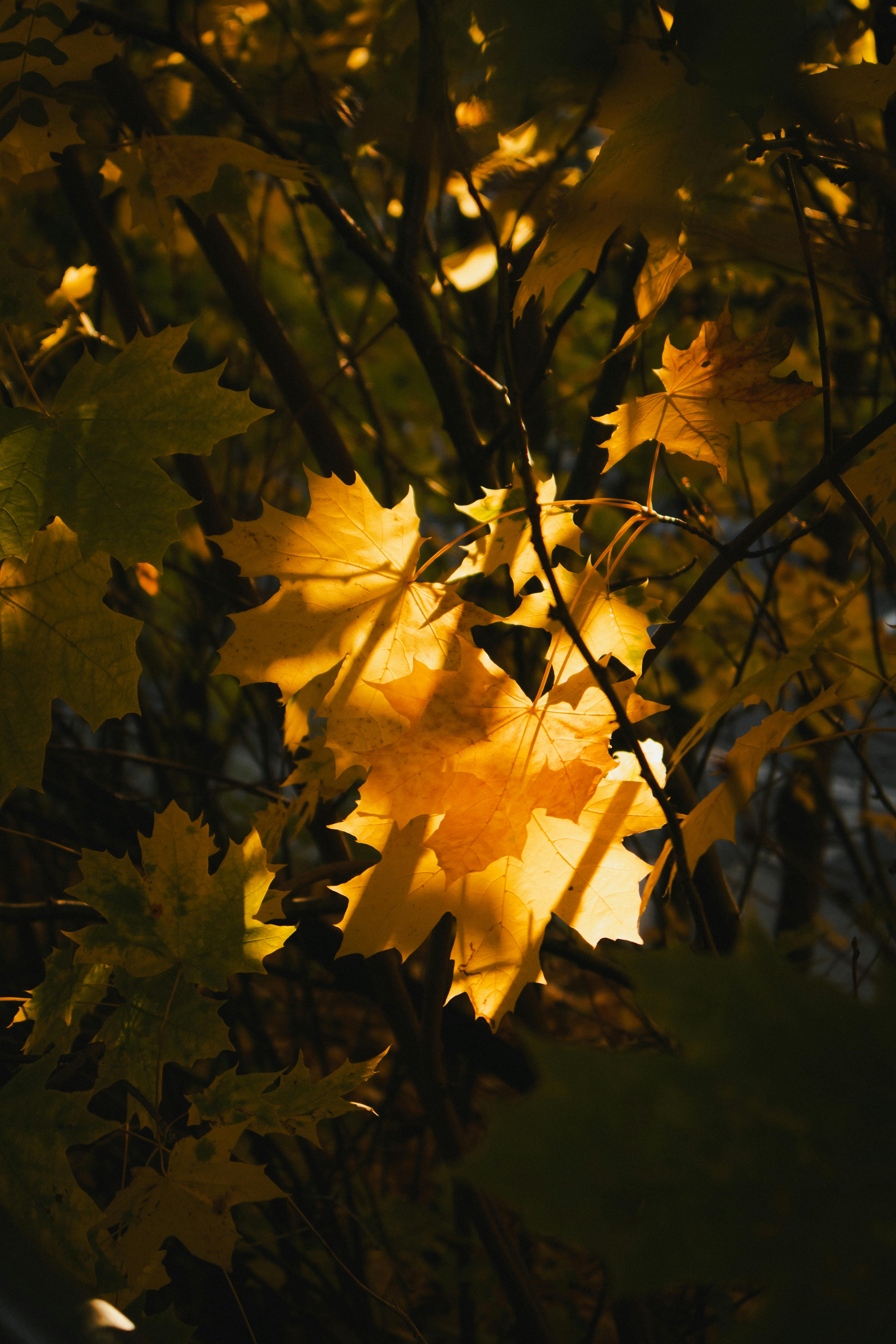 Sunlight illuminating golden autumn leaves in a forest in Gdynia, Poland.