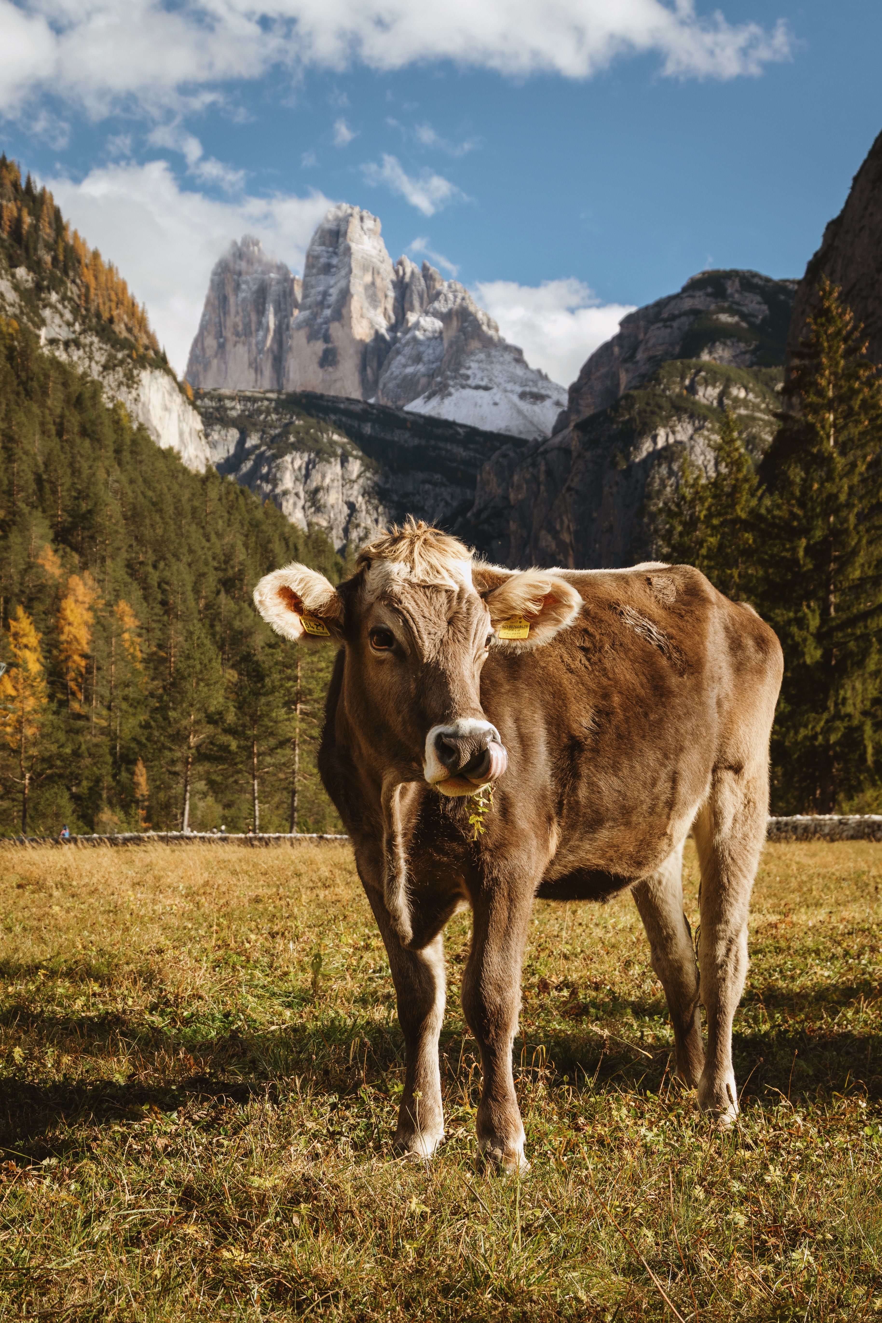 Brown Cow in Scenic Italian Mountain Landscape · Free Stock Photo