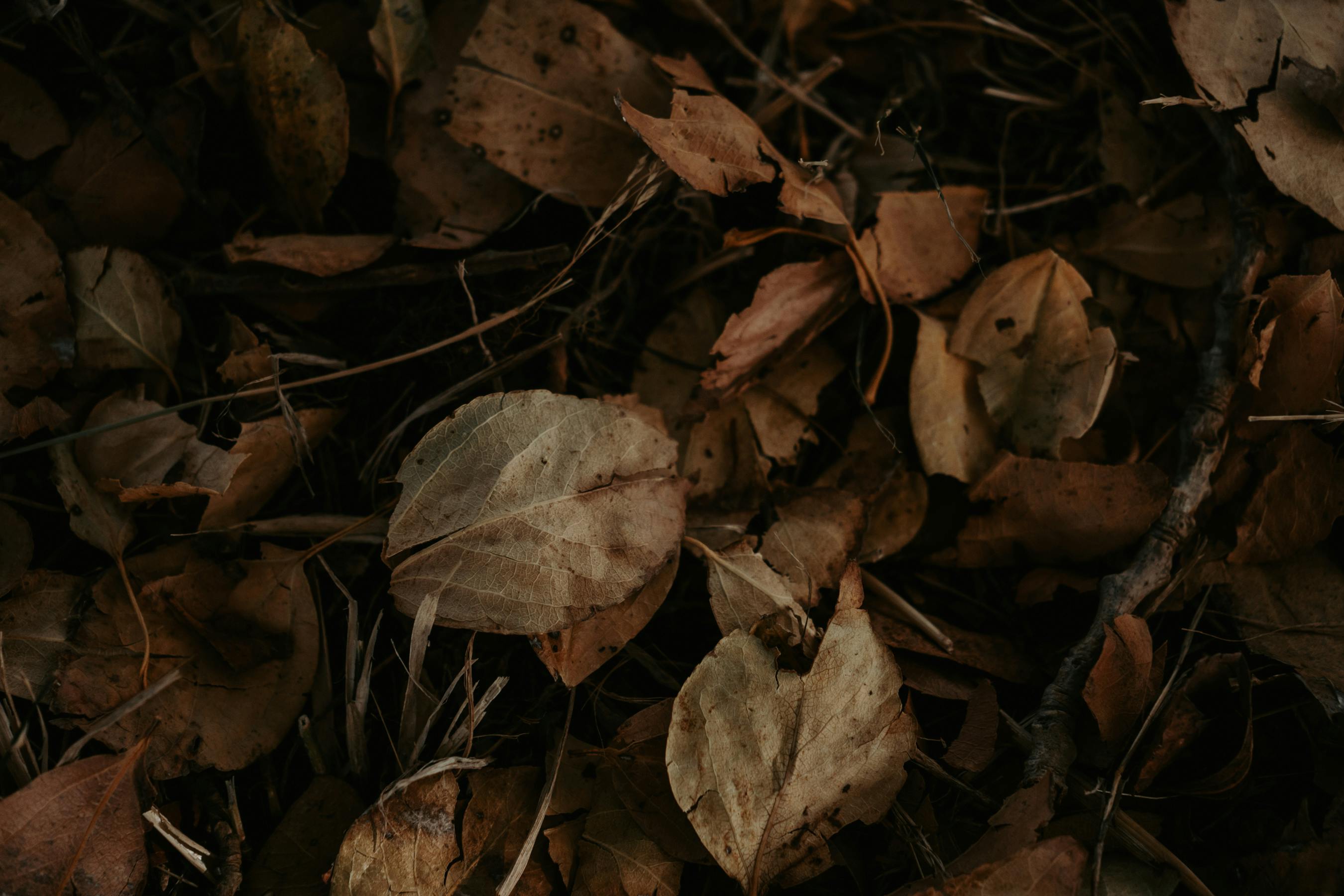 Detailed view of brown autumn leaves scattered on the forest floor, capturing the essence of fall.