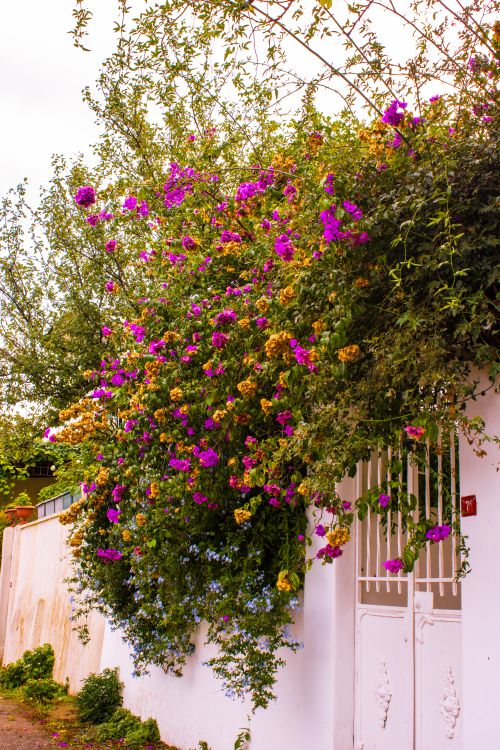 Free Colorful flowers cascading over a white wall in Heybeliada, Istanbul, showcasing nature's vibrant beauty. Stock Photo