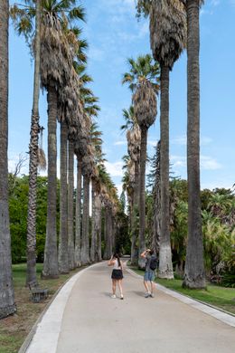 Palm tree avenue on a sunny day — photo by Bob Jenkin on Pexels