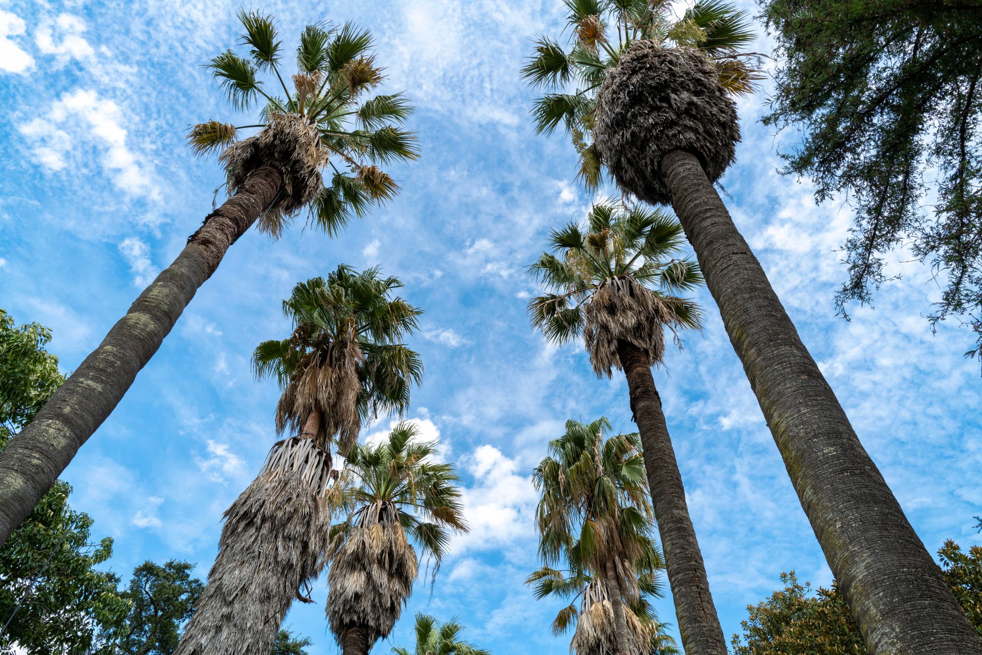 washingtonia