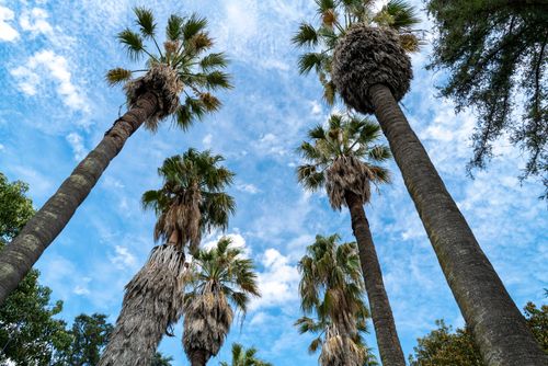 Free Upward view of towering palm trees set against a vibrant blue sky, capturing a tropical paradise feel. Stock Photo