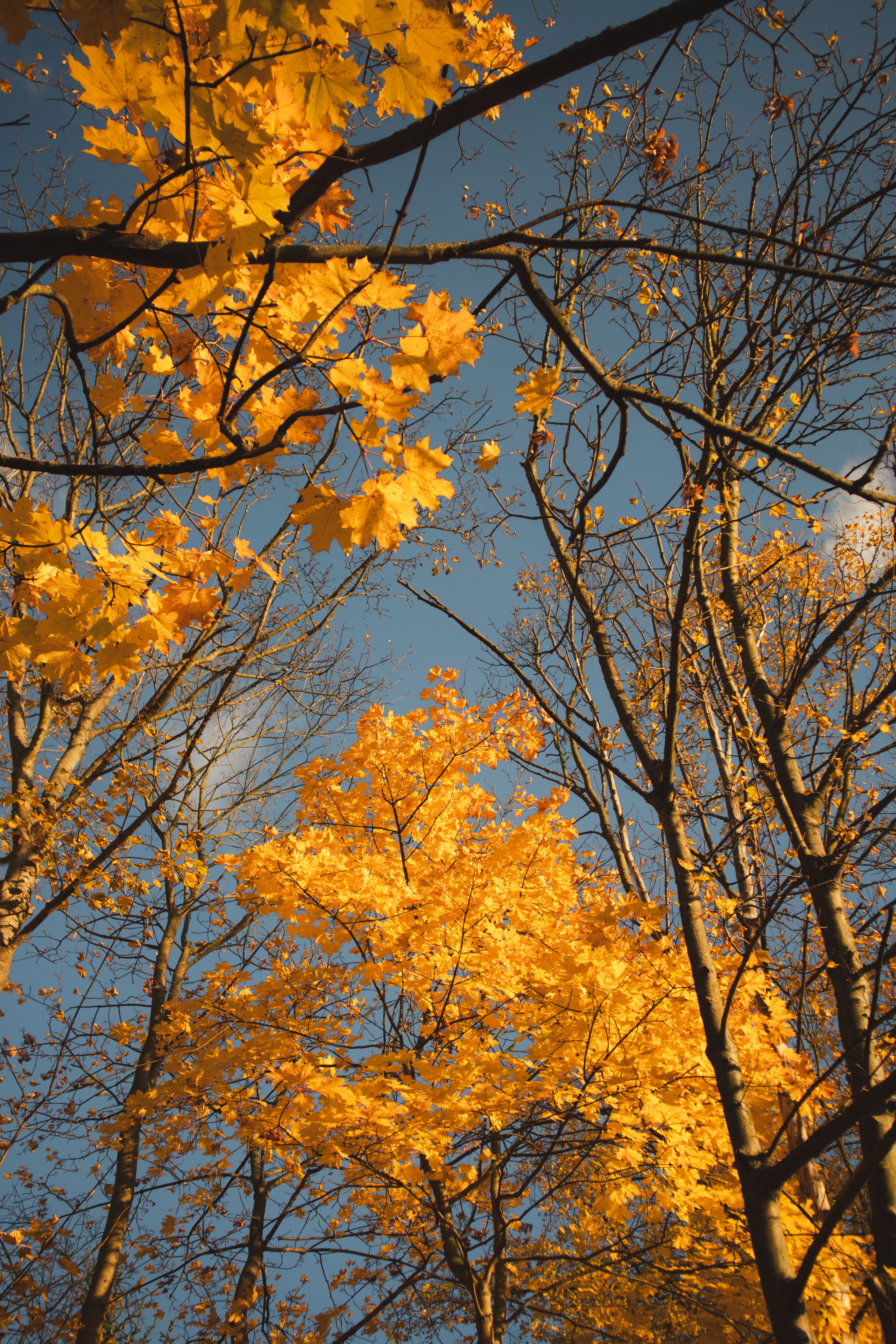 Vibrant autumn leaves contrast against a clear blue sky in Gdynia's forest. Stunning fall colors.