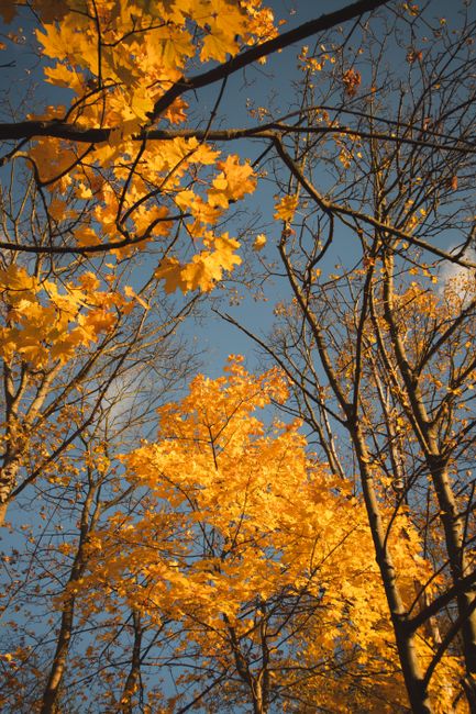 Vibrant autumn leaves contrast against a clear blue sky in Gdynia's forest. Stunning fall colors.