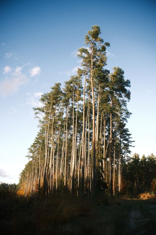 Tall Pine Trees in a Serene Forest Landscape · Free Stock Photo