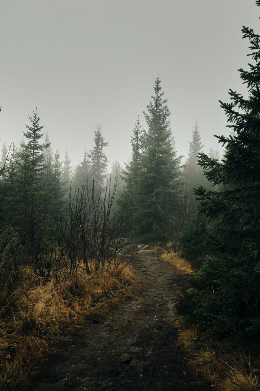 Misty forest path among tall evergreens at first light — photo by Deimantas Viburys on Pexels