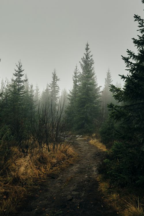 Free A serene misty forest path among tall evergreen trees in a winter landscape. Stock Photo