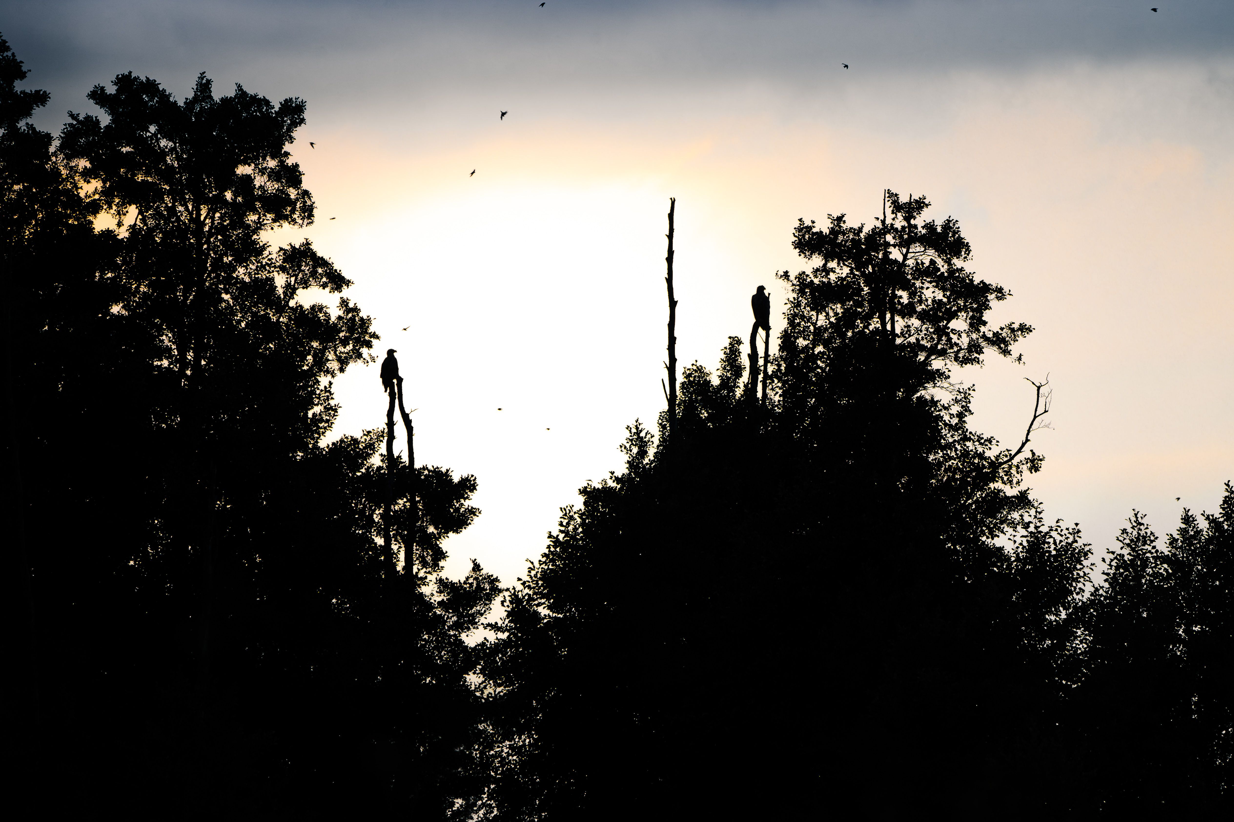 Silhouetted white-tailed eagles perched on tree tops against a dramatic evening sky.
