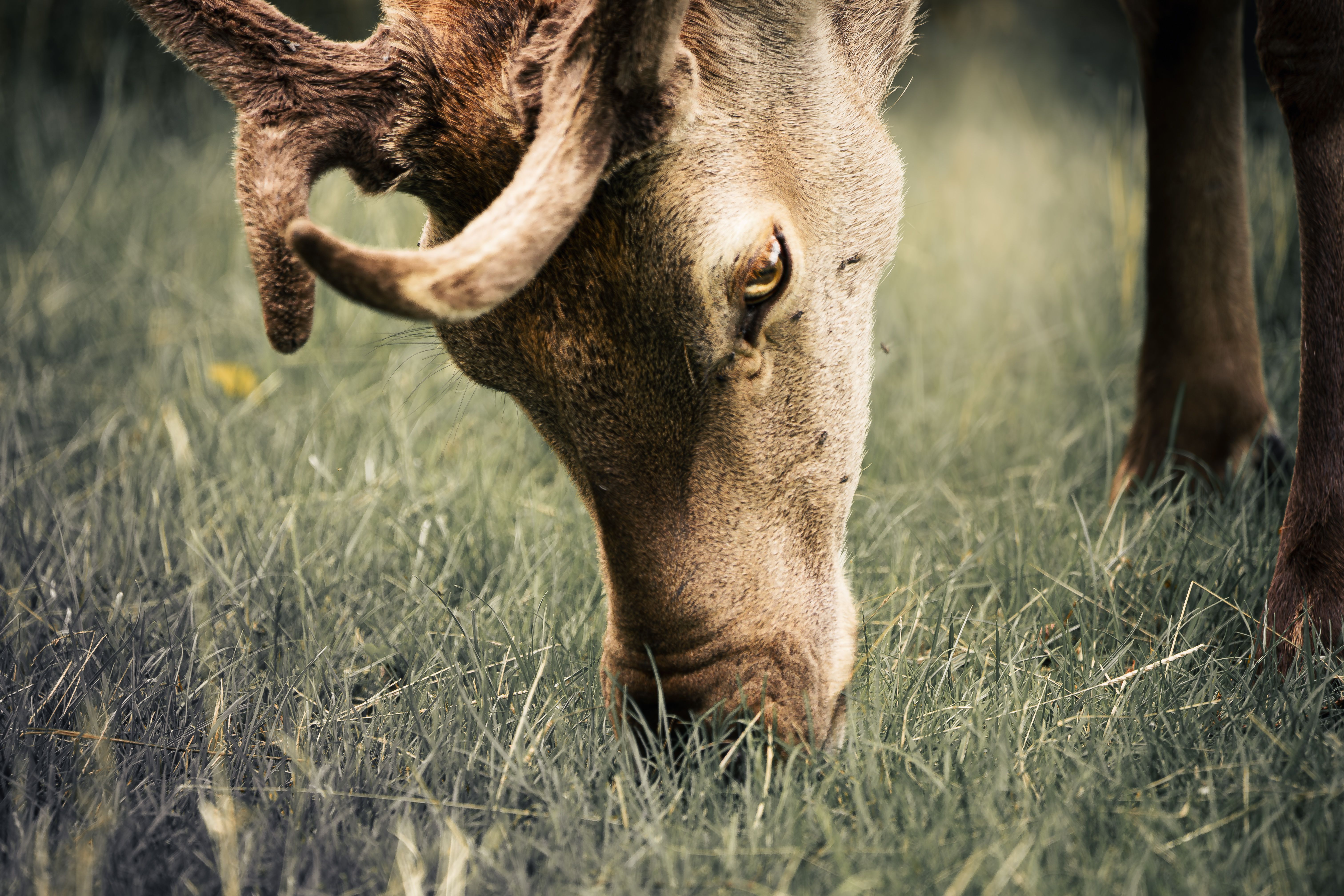 animal feels like velvet