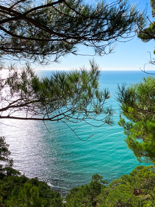 Free Peaceful coastal scene with turquoise sea framed by lush pine trees under a clear blue sky. Stock Photo