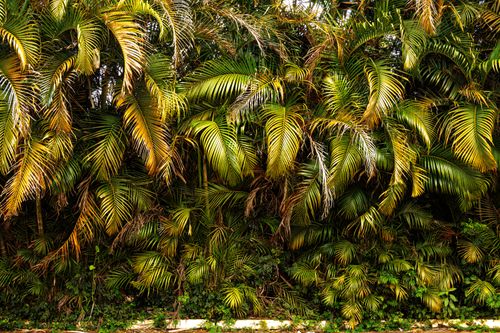 Free Vibrant tropical palm trees creating a natural dense green backdrop in Atibaia, Brazil. Stock Photo