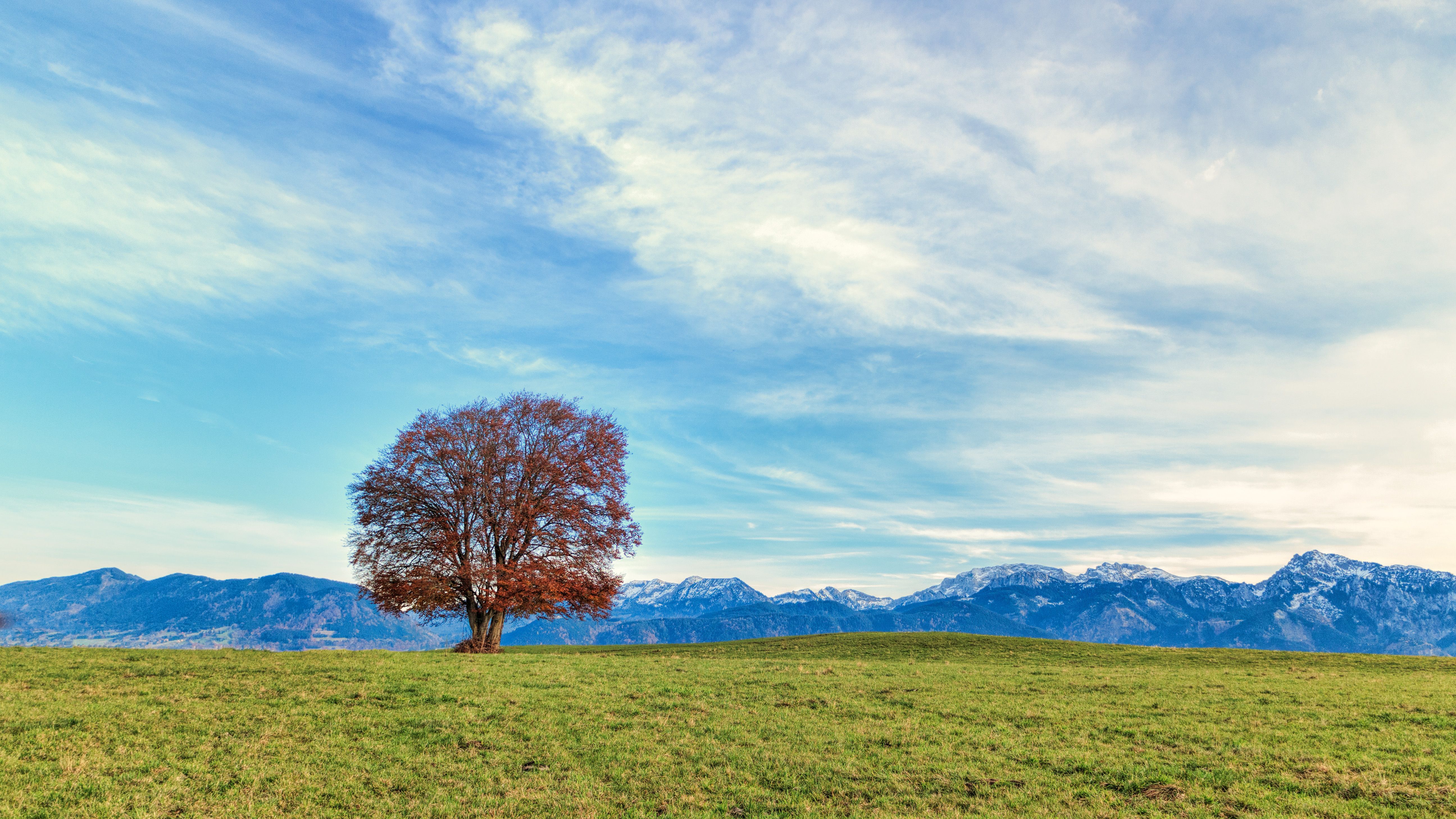 Solitary Tree in Serene Mountain Landscape · Free Stock Photo