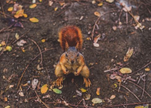 Cute squirrel with bushy tail in an Istanbul forest, surrounded by autumn leaves.