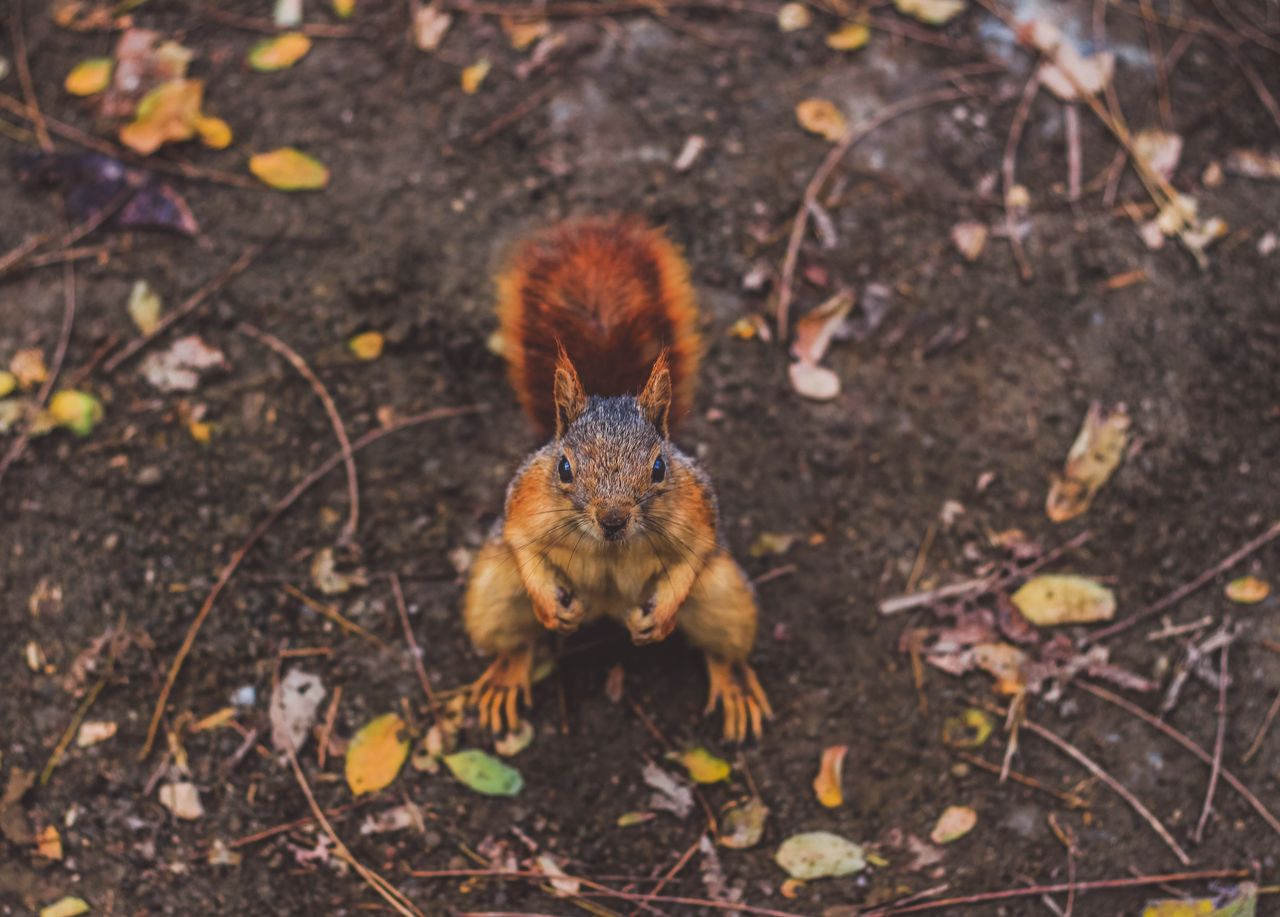 cute squirrel with bushy tail in an istanbul forest surrounded by autu